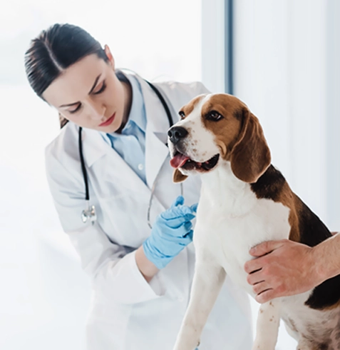 Sığacık Veteriner